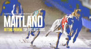 Maitland Greyhound Tips - April 4