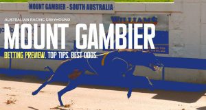 Mt Gambier greyhound tips
