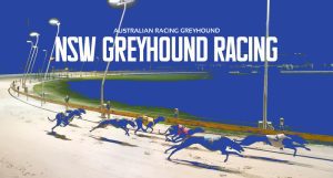 Goulburn greyhound racing form guide Friday September 16 2022