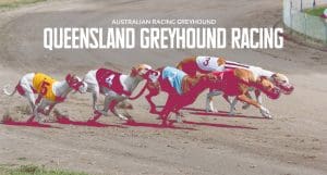 Queensland greyhound racing set for $9 million prizemoney increase