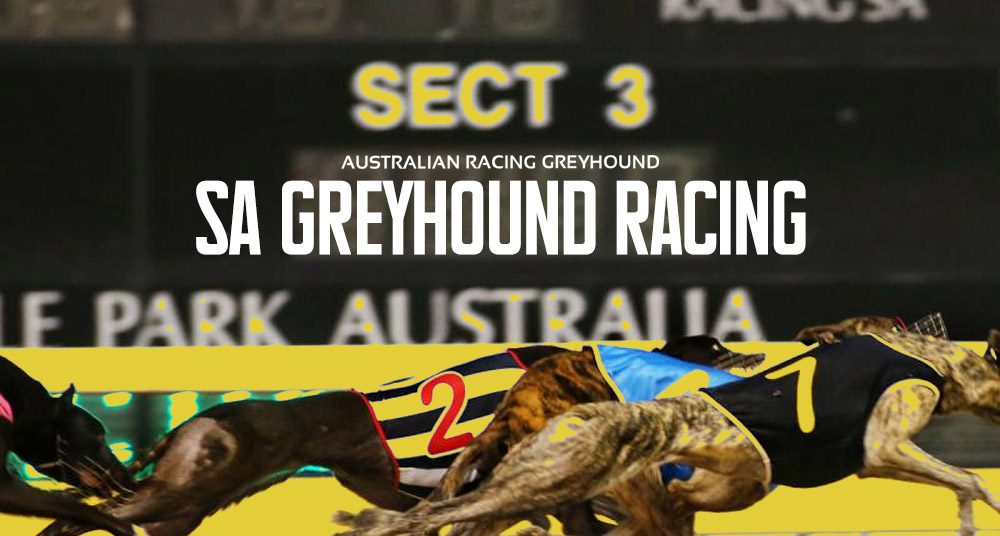 SA greyhound racing news 2018