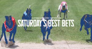Daily Australian greyhound racing tips and best bets Saturday November 12 2022