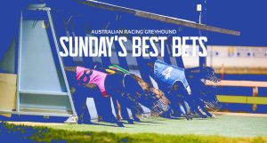 Free greyhound racing tips & best bets Sunday September 18 2022