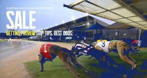 Sale greyhound racing tips and best bets Tuesday October 25 2022