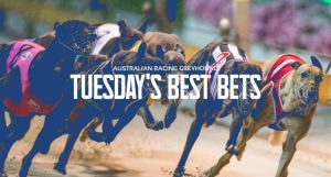 Daily free Australian greyhound racing tips Tuesday October 18 2022