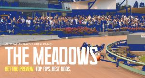 The Meadows greyhound preview, preview & tips | Saturday, 26/8/23