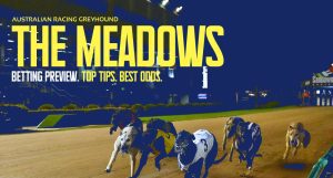 The Meadows greyhound tips and best bets Wednesday October 26 2022
