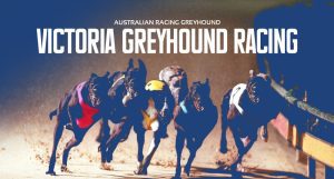 Sale greyhound racing to shutdown for eight months for redevelopment