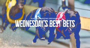 Free Australian greyhound racing tips Wednesday November 2 2022