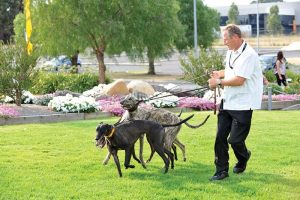 Robert Britton greyhound trainer