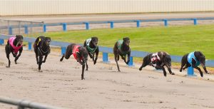 Greyhound racing at Auckland, NZ