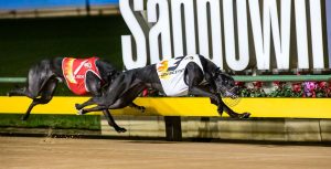 Wow She’s Fast in full flight at Sandown. Picture: Greyhound Racing Victoria.