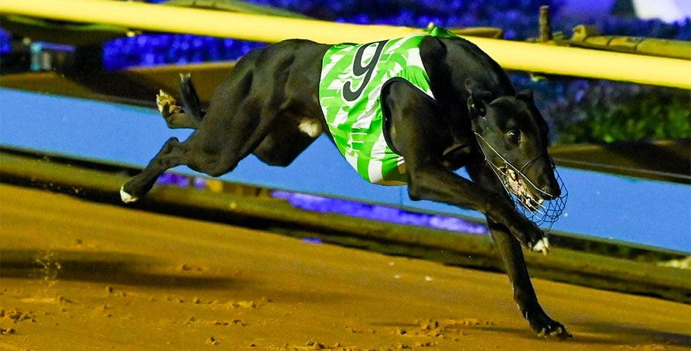 Golden Chase 2020 Leaderboard - NZ Greyhound Racing