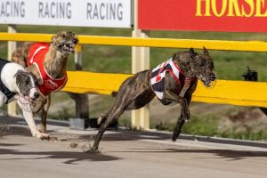 Bear's Bullet has ability to win Queensland Futurity from box 4