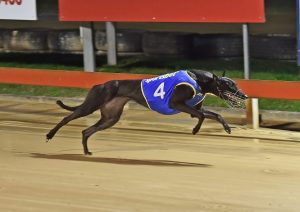 French Martini the toast of Sydney Town after Group 1 Paws of Thunder heats