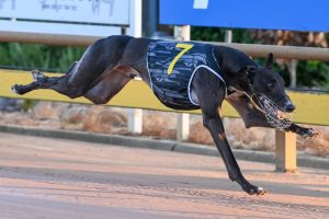 Mobile Legend brilliant in Group 2 Traralgon Cup Final