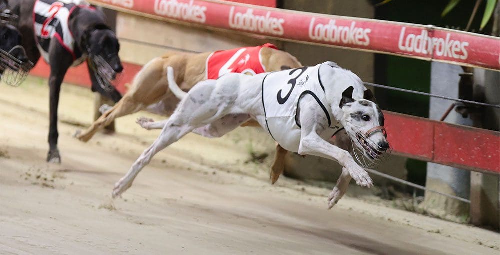 Wyndra All Class wins National Futurity heat