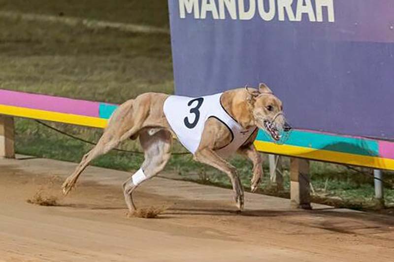 Crumble Monelli is favourite to win Puppy Classic at Cannington
