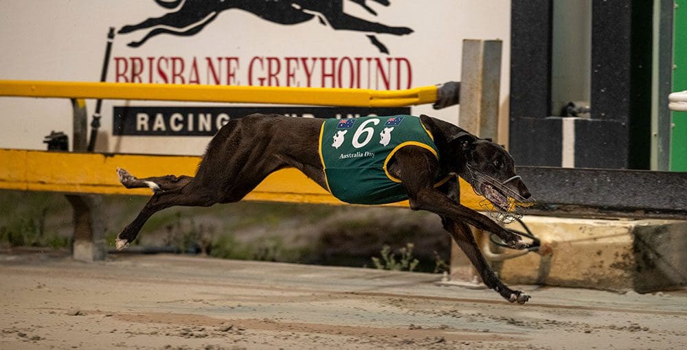 Mepunga Ruby at Albion Park