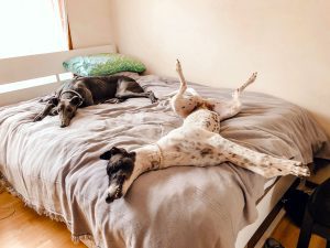 The Best Dog Breeds for Apartment Living: The Surprising Suitability of the Greyhound