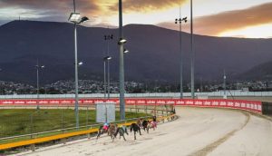 Tasmanian greyhounds set to receive payouts on swabbed greyhounds prior to clearance