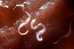 US greyhound racing's role in the evolution of drug-resistant hookworm