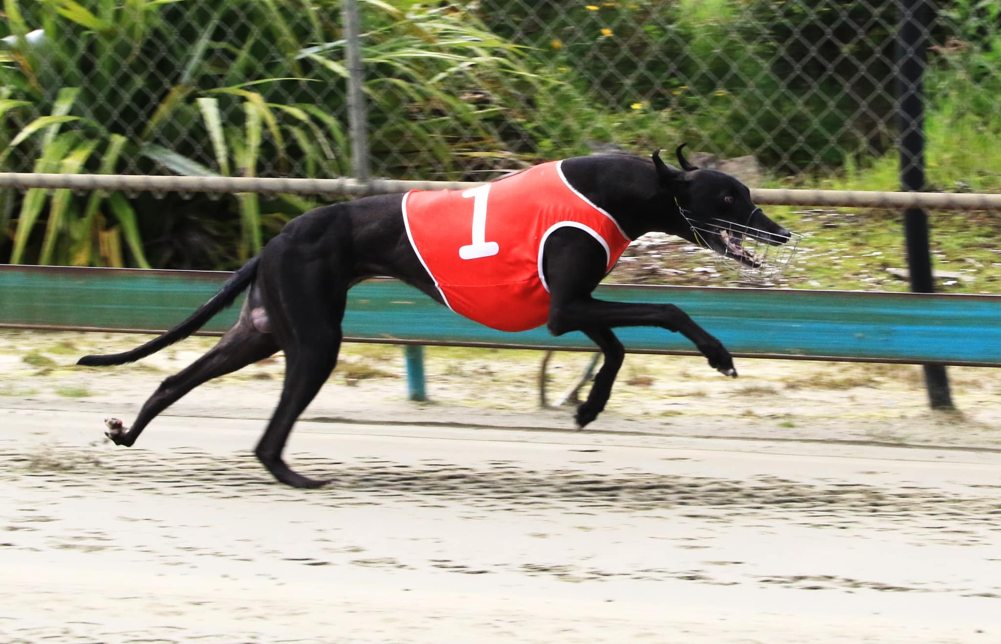 Postman Pat greyhound racing news