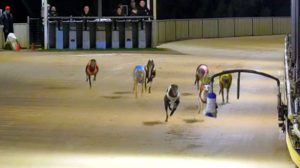 She's A Pearl out of 2023 State Of Origin greyhound race series due to injury