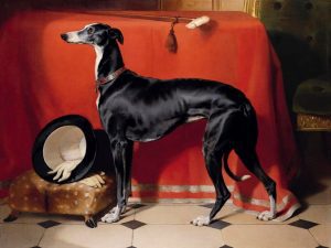 The Top 10 Royal Dog Breeds: Where does the Greyhound rank?