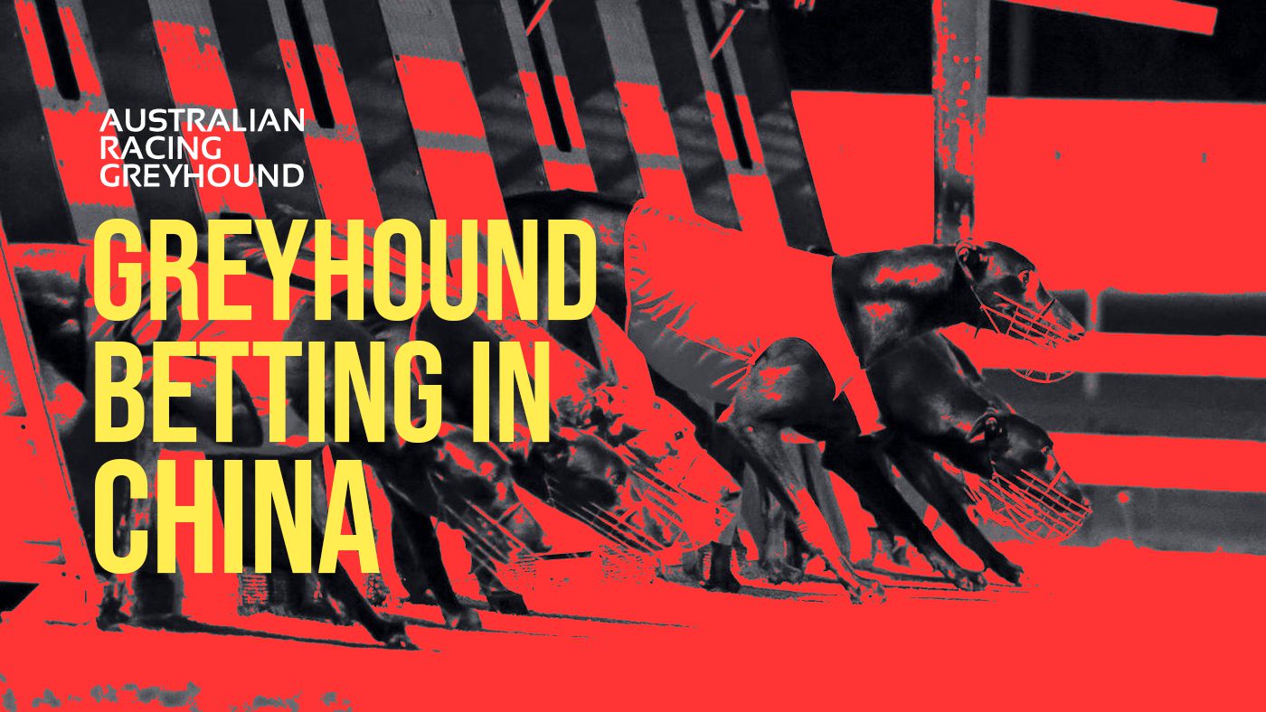 Greyhound betting in China