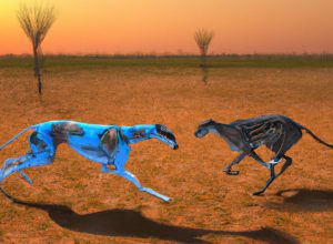 Racing speed - Who would win a greyhound vs cheetah match race?