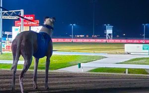Launceston greyhounds gains extra meeting in new Tasmanian greyhound racing calendar