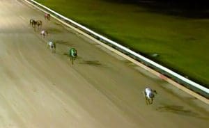 Forbes greyhound Red Hot Frankie favourite for 2023 Listed Chief Havoc Cup final at Gunnedah