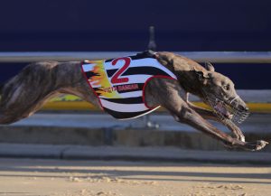 SA littermates headed by Victa Damian dominate Group 2 Flying Amy Classic heats