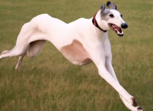 A quick guide to the extraordinary racing greyhound