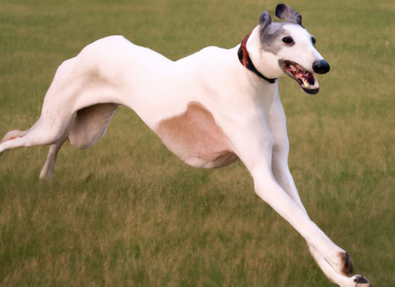 Understanding Greyhounds: A Comprehensive Guide To Their Speed, Size ...