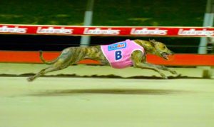 Zipping Remus the hot greyhound betting favourite to win Group 1 Vic Peters Classic
