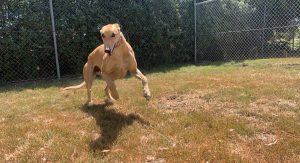 Greyhound Adoption Program Queensland rehomes 130 retired chasers