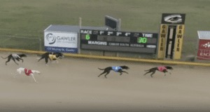 Agent Four 11:8:23 Gawler Race 6