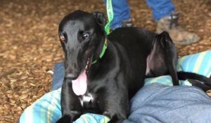 Tasmanian Greyhound Adoption Program forced to hire security due to activists