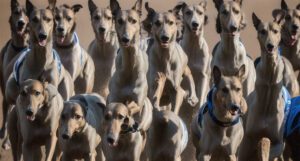 Why is it being reported that Greyhound Racing NSW has been referred to ICAC?