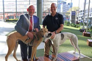 Greyhound Adoption Program partners with Police Veterans Victoria