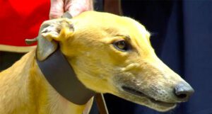 Greyhound stars set for final gallops ahead of world's richest greyhound slot race