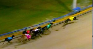 Ipswich greyhound track may close before The Q is ready