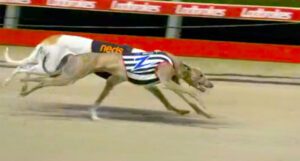 Mortified stakes Topgun claims with emphatic Wentworth Park win