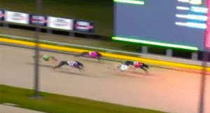 Transponder delivers Thompson a fifth Adelaide Cup victory