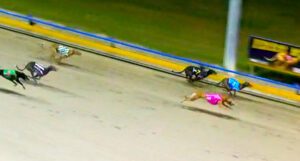 Bear's Bullet lives up to hype in Ipswich Gold Cup final