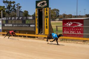 Gawler Greyhound Racing shifts to morning schedule amid hot weather