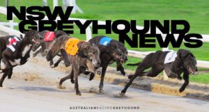Greyhound Racing NSW unveils new Puppy Auction and Race Series