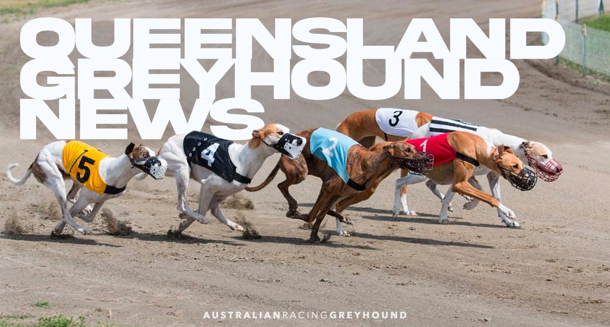 Queensland greyhound racing news